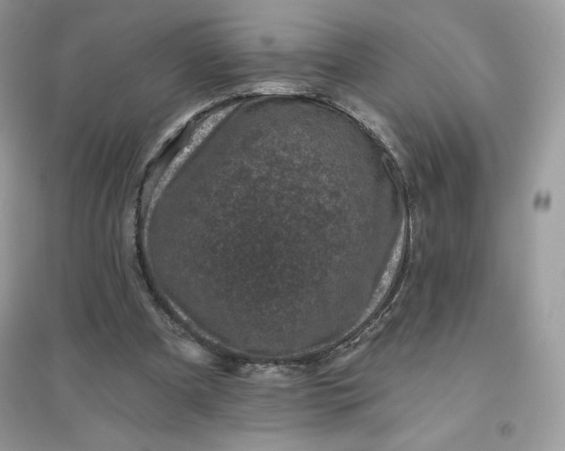 X0000096130297200802011154