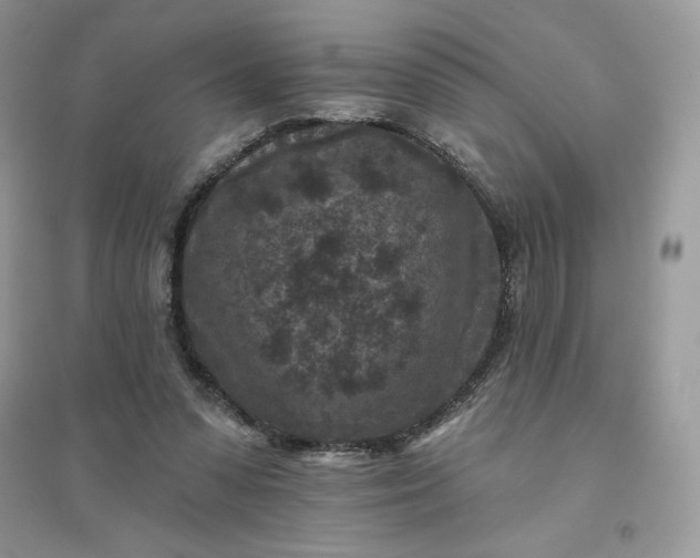X0000096130303200802011154