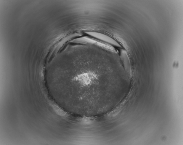 X0000096130305200802011154