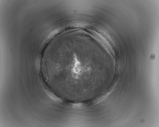 X0000096130309200802011154