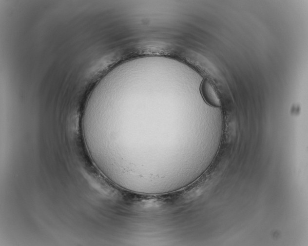X0000096130310200802011154