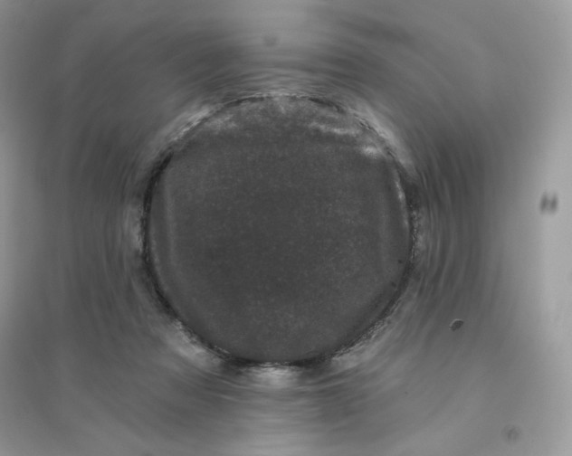 X0000096130313200802011154
