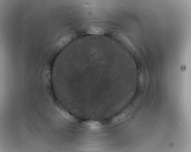 X0000096130322200802011154