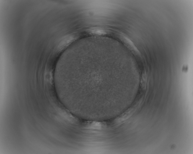 X0000096130330200802011154