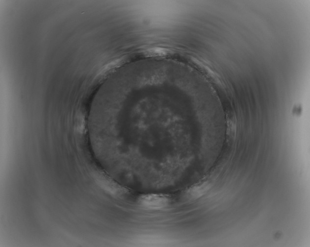 X0000096130331200802011154