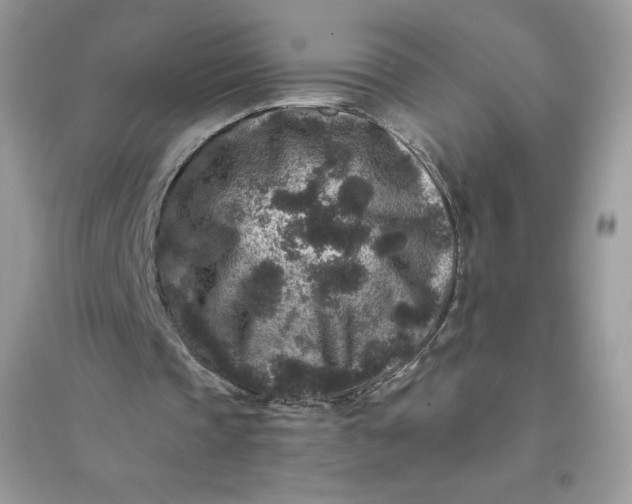 X0000096130337200802011153