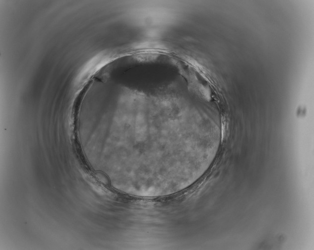 X0000096130339200802011153