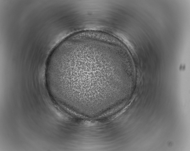 X0000096130346200802011153