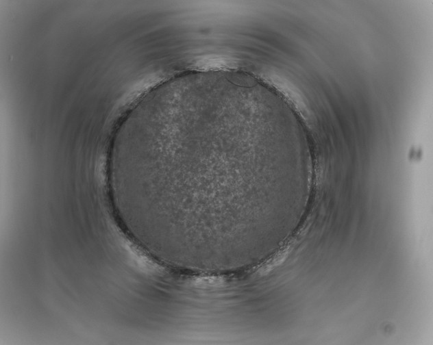 X0000096130353200802011153