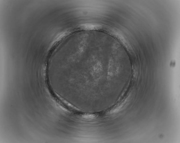X0000096130357200802011153
