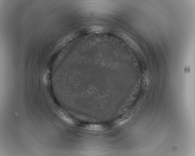 X0000096130361200802011153