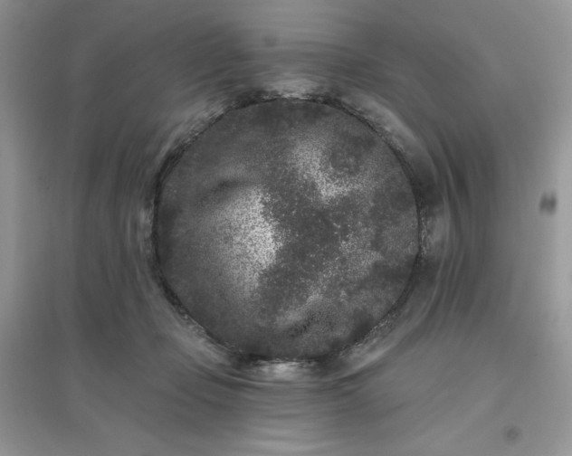 X0000096130365200802011153