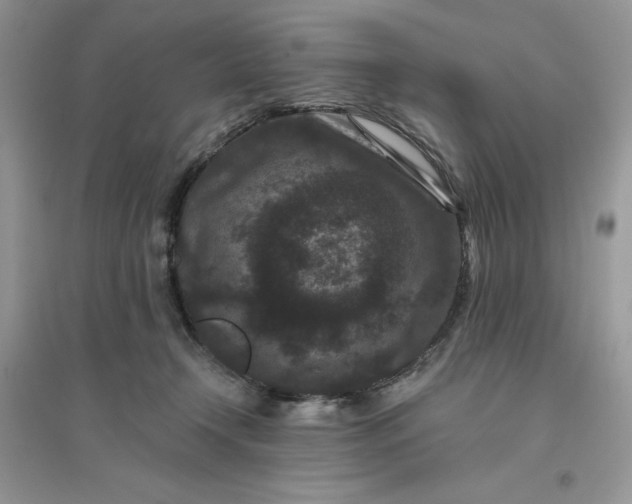 X0000096130366200802011153