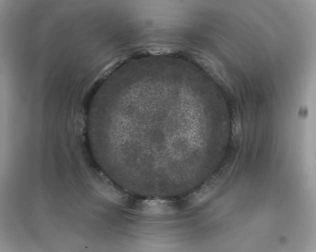 X0000096130367200802011153