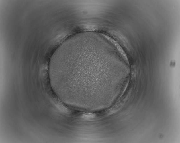 X0000096130369200802011153