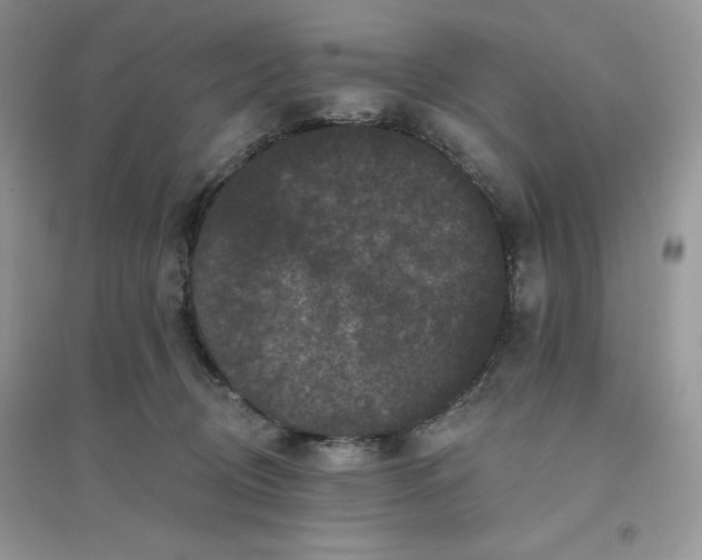 X0000096130370200802011153