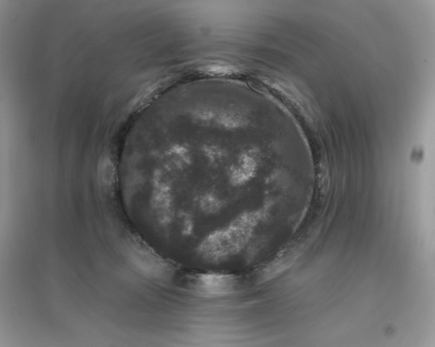 X0000096130371200802011153