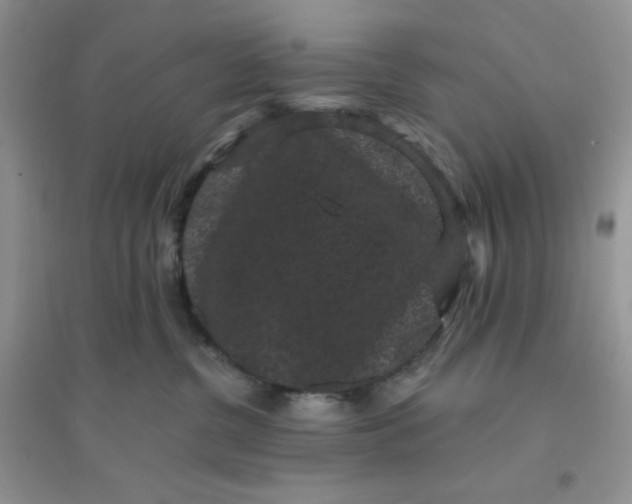 X0000096130380200802011154