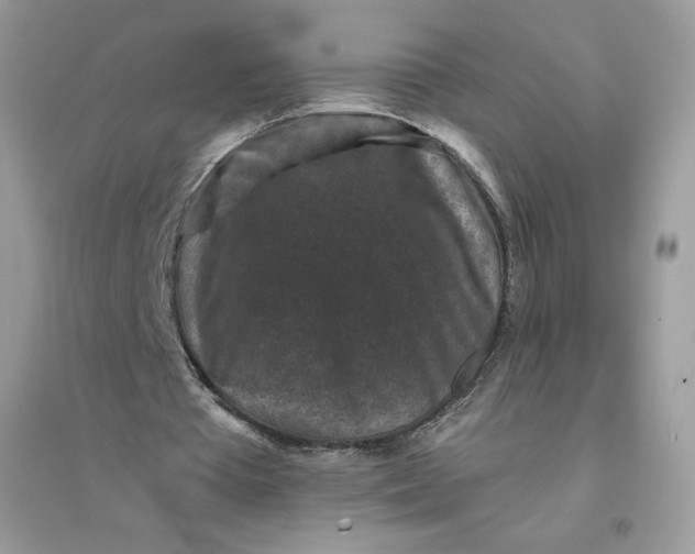 X0000096130385200802011153