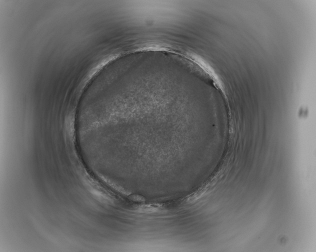 X0000096130386200802011153