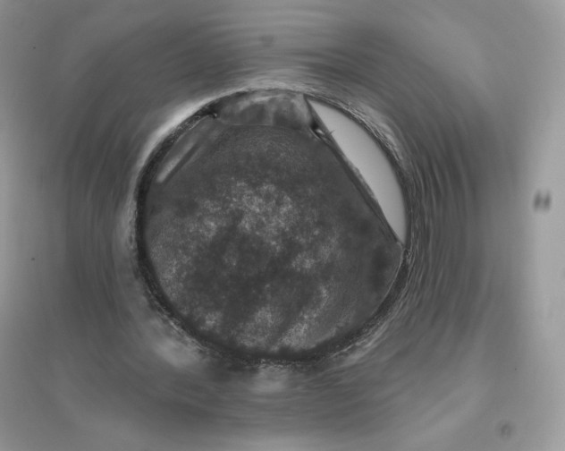 X0000096130388200802011153