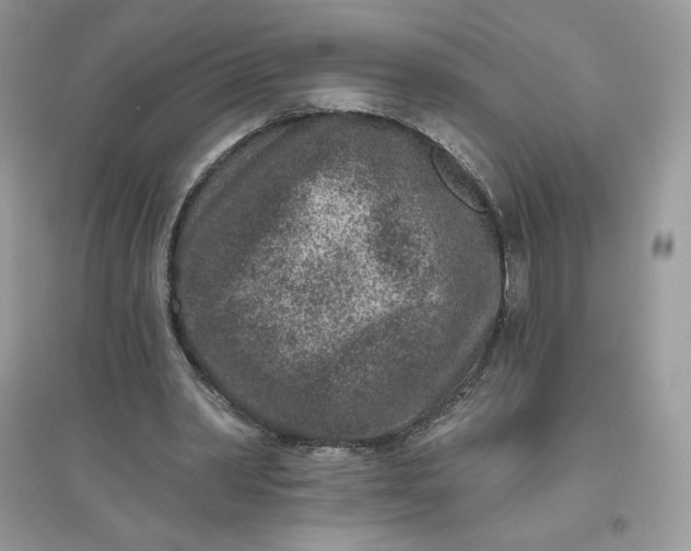 X0000096130390200802011153
