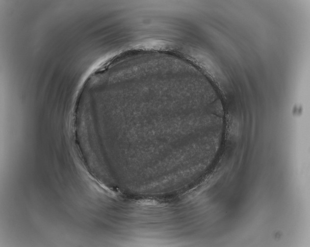 X0000096130392200802011153