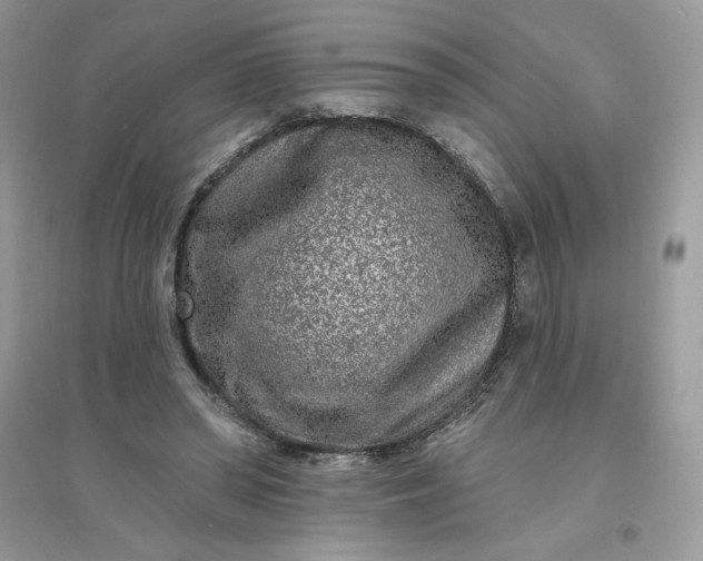 X0000096130398200802011153