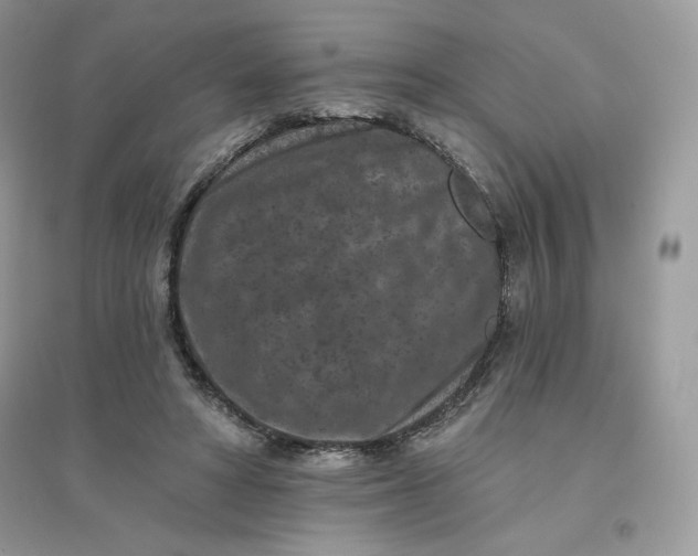 X0000096130402200802011153