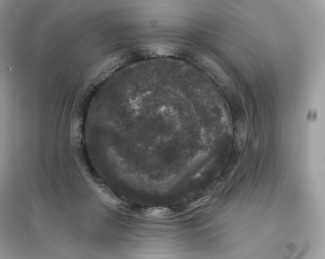 X0000096130410200802011153