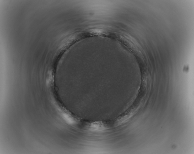 X0000096130420200802011152