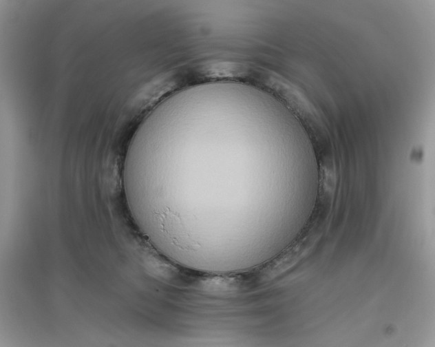 X0000096130422200802011152