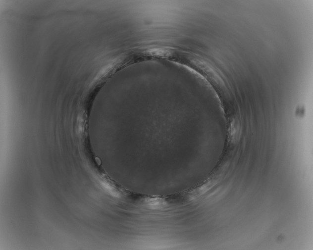 X0000096130424200802011152