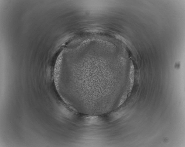 X0000096130428200802011152