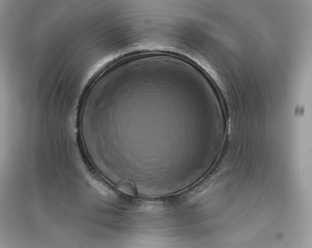 X0000096130438200802011152