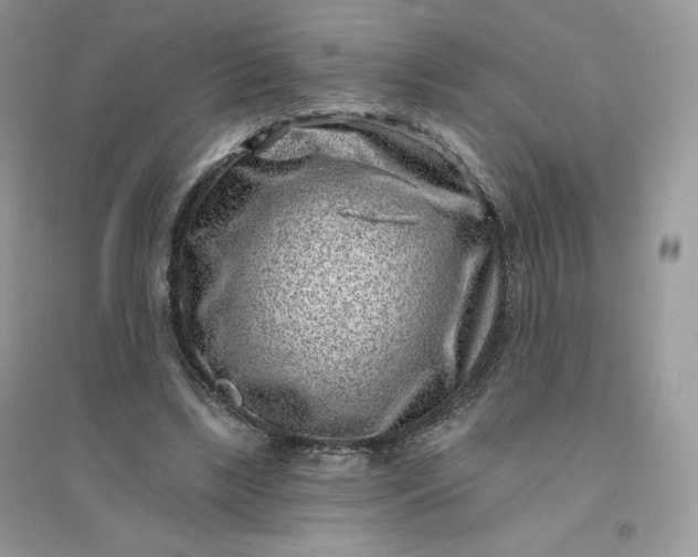 X0000096130443200802011152