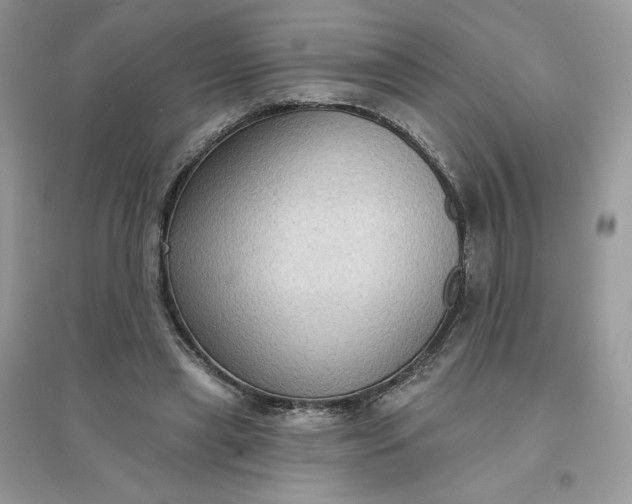 X0000096130445200802011152
