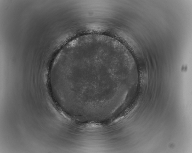 X0000096130451200802011152