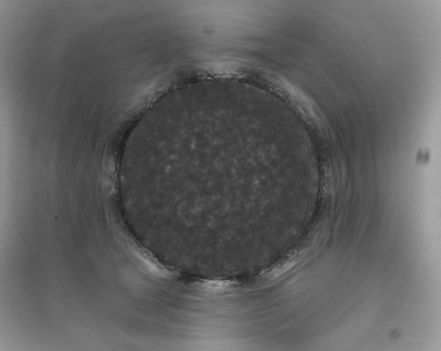 X0000096130465200802011152