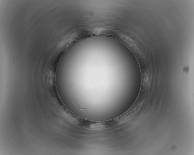 X0000096130470200802011152