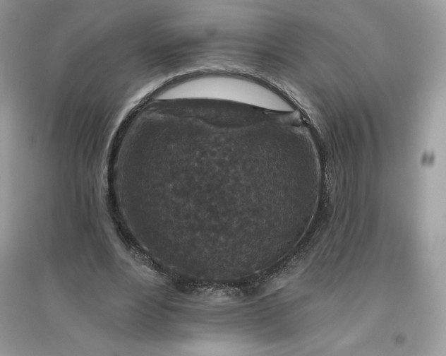 X0000096130488200802011151