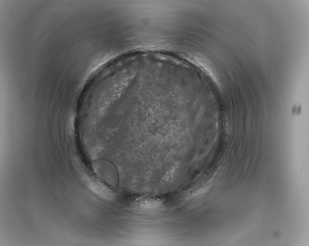 X0000096130491200802011151