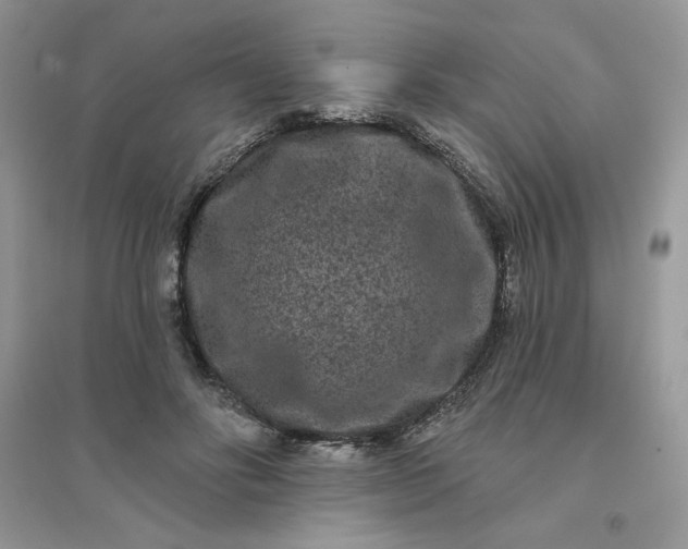 X0000096130502200802011151