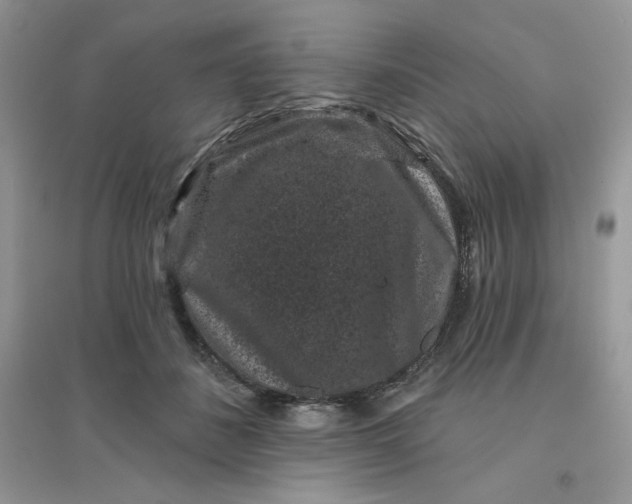 X0000096130508200802011151