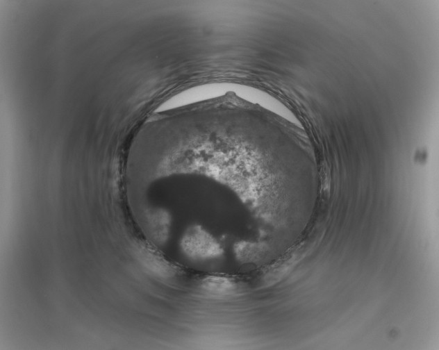 X0000096130519200802011151