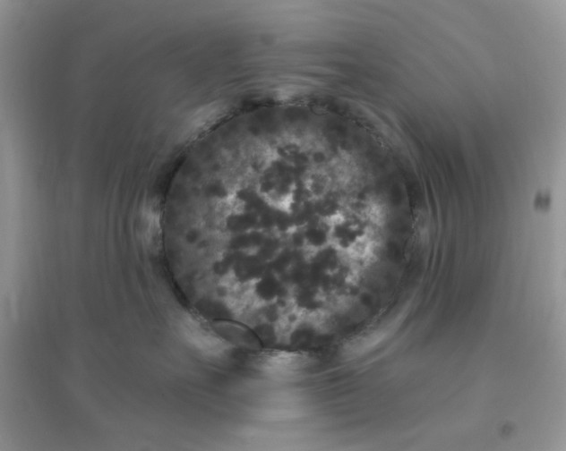 X0000096130527200802011151
