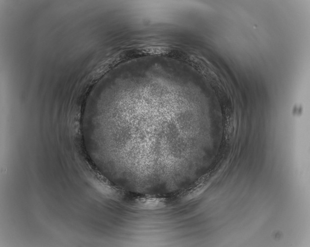 X0000096130553200802011150