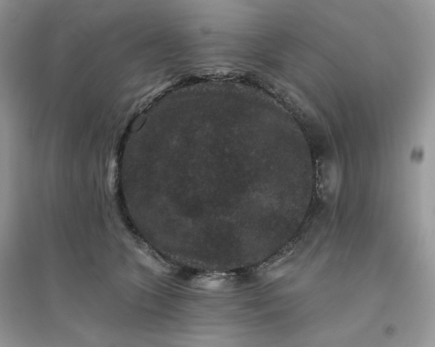 X0000096130563200802011151