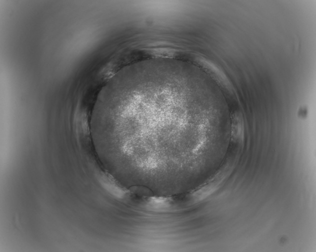 X0000096130573200802011151