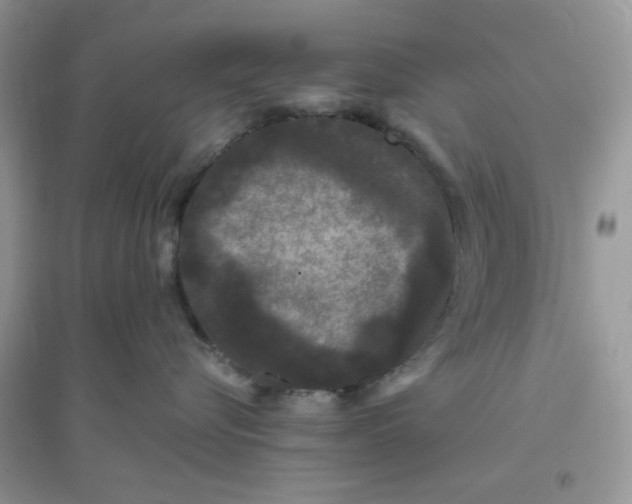 X0000096130576200802011151